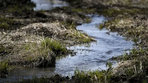 Getty Images A stock image of a shallow meandering brook. There is long grass on either side of the bank and the water is flowing towards the camera.