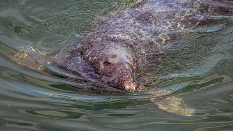 IAN NIVEN A close up view of a seal emerging from the water with mostly its nose and eyes on view.