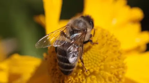 Close up of a Honey bee on a yellow flower