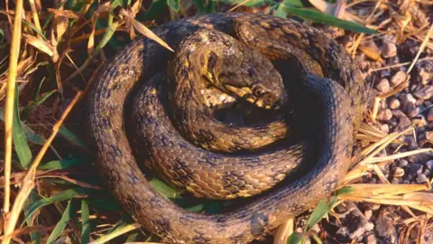 Getty Images A brown and gold spotted snake curled up on a gravel bed with one amber eye visible.