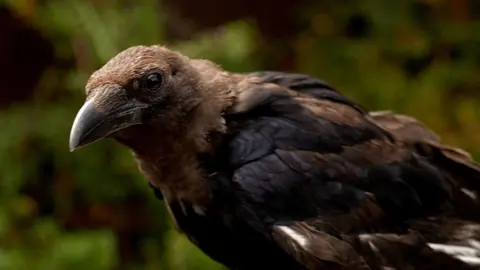 DJ McLaren/BBC A black crow perched in a garden. It has some brown and white feathers. 