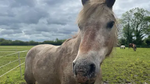 BBC A horse at the sanctuary