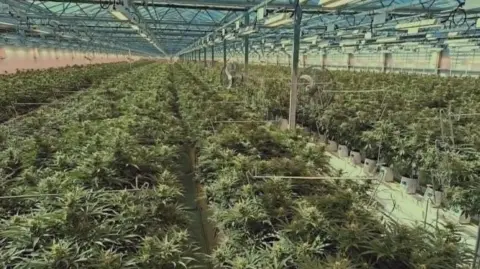 Large indoor greenhouse filled with rows of cultivated plants under a glass roof and overhead lighting.