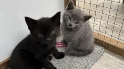 Cats Protection two kittens in enclosure