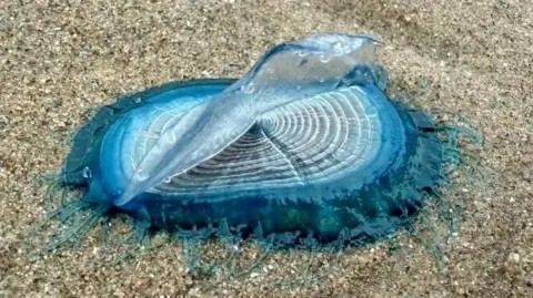 A strange sea creature with lots of white rings in the centre before a deep blue edge with tendrils stretching into the sand. The white rings in the centre have a semi-transparent 'sail' standing up in the middle of the creature.