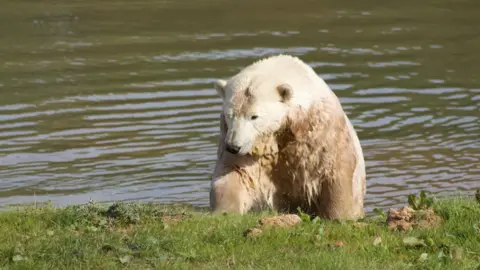 Could Ipswich wildlife park become a polar bear refuge?
