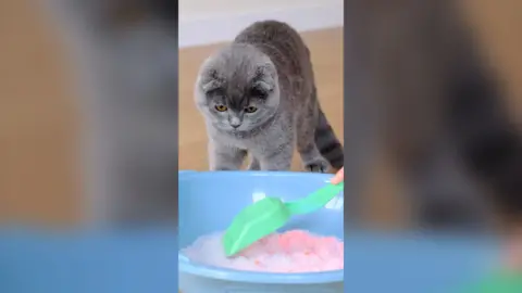A grey cat looking down at a blue litter tray while someone moves the pink litter with a small green spade