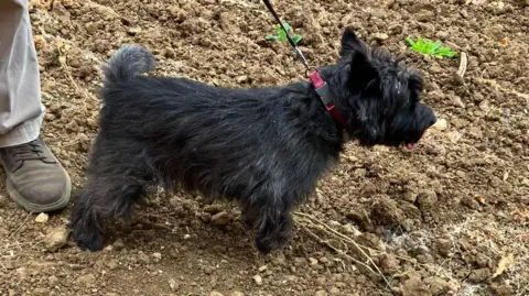 A black cairn terrier standing in dry soil with very sparse vegetation around.