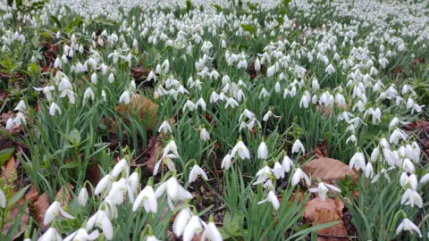 BBC Weather Watchers/Sodbury Jogger A blanket of snowdrops, surrounded by brown fallen leaves.