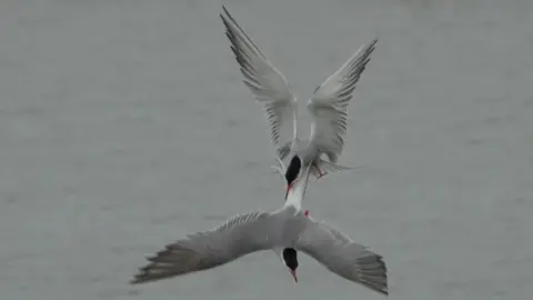 Jeff Penfold Two seagulls flying together 