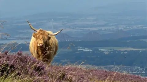 A shaggy Highland cow stands on a hillside covered in purple heather, overlooking a broad landscape of fields and hills. In the distance, a large steel bridge spans an estuary beneath a hazy sky.