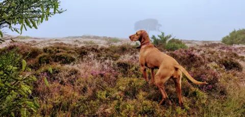 Rodney Grubb Tan coloured dog in a red collar, standing on a grass and flower covered small hill with thick fog in the background and a tree barely visible through the fog