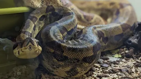 RSPCA Boa constrictor