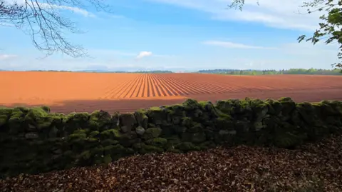 Luci Allan Orangey brown muddy field with rows ready for planting crops. An old stone wall is in the foreground.