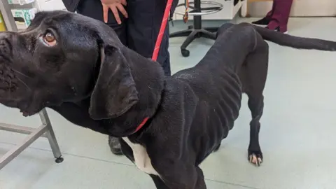 RSPCA An emaciated dog with long claws.