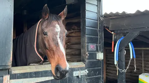 Tom Jackson/BBC A brown horse, with a long white streak running from the top of its head down to the bottom of its nose, is sticking its head out of the stable door. The horse has a purple coat on and the letters 'MJ' are stuck on the side of the door. 