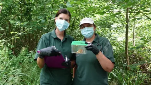 Karen Fox Two vets dressed in green holding a dormouse in a cage in a woodland