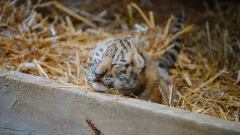 Ian Turner A tiger cub laying in a bed of straw inside its enclosure, resting its chin on a wooden plank with its eyes closed.