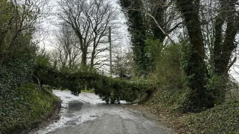 ROB CALLISTER A fallen tree covered in ivy completely blocks a narrow country road.