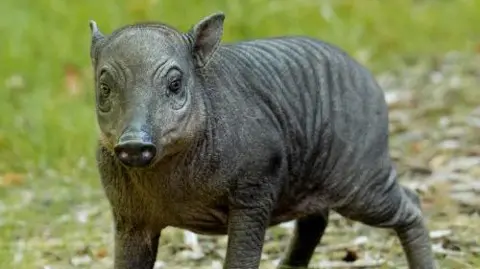 A close up of a babirusa piglet named Rana at Chester Zoo.