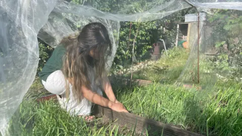 Pervin is tending to a Gandana crop 