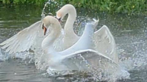 Swans fighting