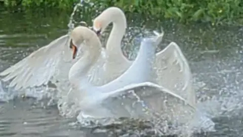 Valentine's Day ignored by Lincoln's 'warring' swans
