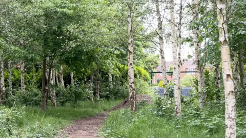 A woodland path running through a copse of white birch trees to either side, with red-brick buildings in the background
