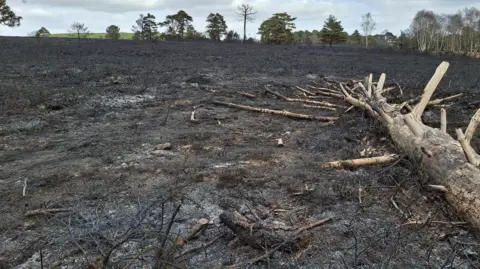 A bare and charred landscape with a fallen tree trunk in the foreground.