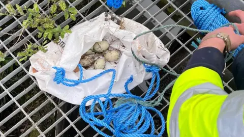 South West Water A worker stands on a metal grate at a treatment site, using a rope and a makeshift sack to carefully collect a clutch of duck eggs resting among debris and branches.
