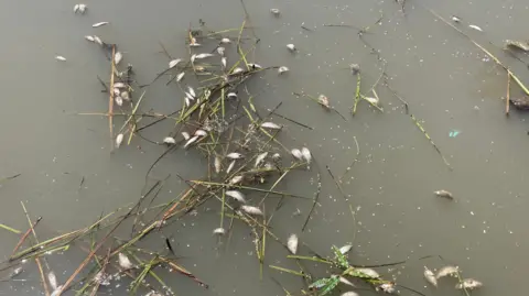Murky water with dozens of dead fish floating on top with some water grasses.