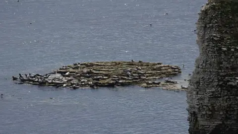 Robin Petch/Sea Watch Foundation Grey seals basking on a huge rock next to a cliff