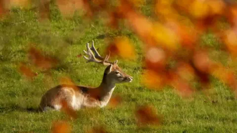 PA Media A fallow deer sits in the morning sunshine 