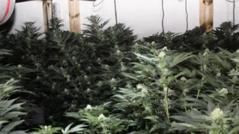 A room full of cannabis plants. They are green