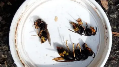There are three dead hornets on a white dish. They all have dark bodies, with some yellow and yellow legs. The queen is larger than the two workers.
