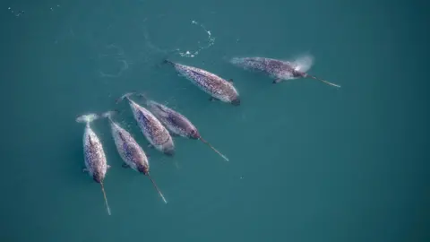 Carsten Egevang An aerial image shows six narwhals in open water - their bodies and tusks clearly visible just beneath the dark turquoise water. 