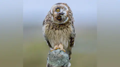 Graeme Carroll A perched owl looks at the camera with its head tilted 90 degrees.