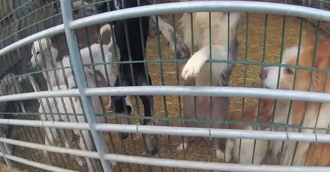 Cornwall Council Dogs of a variety of breeds in a caged environment, some on their hind legs with straw on the floor.