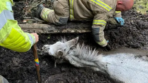 A white mule stuck up to her neck in mud. Two firefighters are digging around her.
