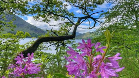 Pink flowers surrounds by trees with a lake, mountain and blue sky in the background