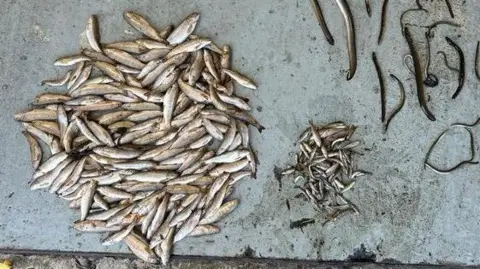 fish removed after fish kill in skeoge river