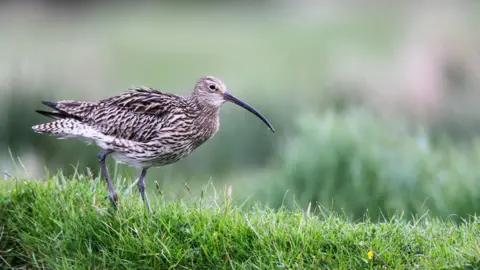 Andy Hay A curlew