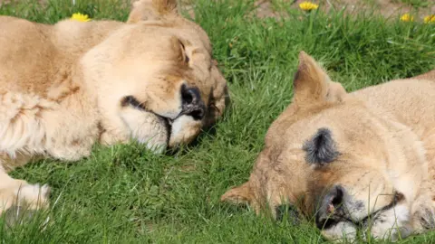 Woburn Safari Park Two lionesses, Abi and Tullulah, lie close together on green grass, both resting with eyes closed. Their heads are turned slightly toward each other, with small yellow flowers and patches of earth scattered around them.