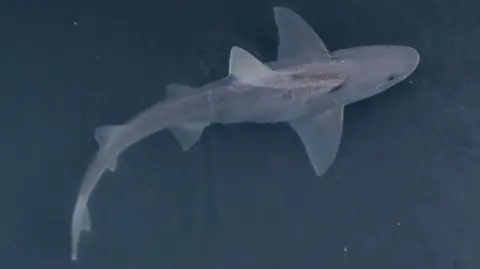 A small shark swimming in water.