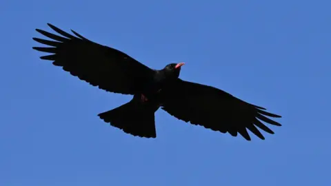 A Cornish Chough spreading its wings in the blue sky.