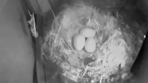 Oxford Museum of Natural History Eggs on a nest up the tower this May taken through the museum's live camera