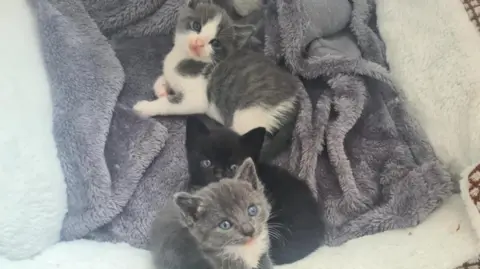 Three young kittens are sitting on a grey blanket in plush, white cat bed. The kitten at the back is grey and white, in the middle is an all-black kitten and at the front if a grey kitten with white tufts on its chest. All have blue eyes