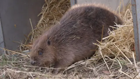 A small brown beaver is captured mid‑step as it emerges from an open transport crate lined with straw. Its dense fur is slightly ruffled, and bits of straw cling to its coat. The beaver’s head is low to the ground as it sniffs the earth just outside the crate. Behind it, the metal sides of the crate frame the scene while loose straw spills out onto the grass.