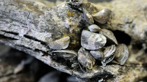 Getty Images/Andy Cross Samples of quagga mussels embedded on a salt cedar root found at the shoreline of Lake Havasu in the USA in 2007. The small molluscs are gathered together on the root. Some of the shells are slightly open. They look grey and white in colour, with various patterns. 