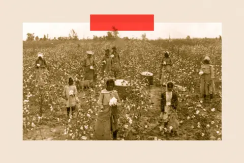 Getty Images A black and white photo showing black people working in a cotton field in the early 1900s